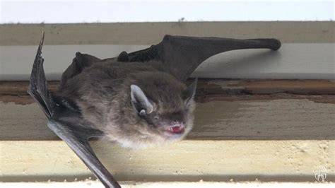 mayo clinic rabies|Rabies .